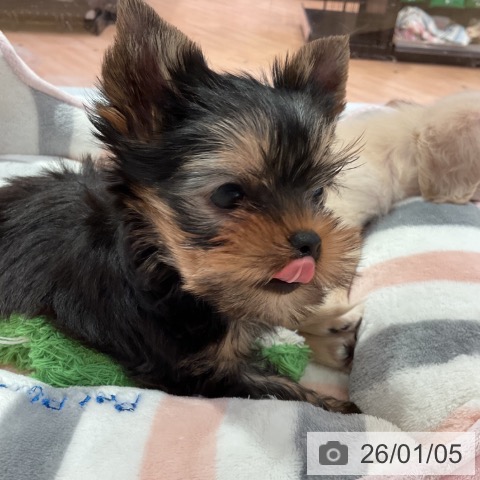 愛知県のヨークシャーテリア (ペットプラス 名古屋茶屋店/2025年11月1日生まれ/男の子/スチールブルータン)の子犬の3枚目の画像