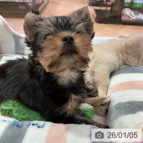 愛知県のヨークシャーテリア (ペットプラス 名古屋茶屋店/2025年11月1日生まれ/男の子/スチールブルータン)の子犬の3枚目の画像