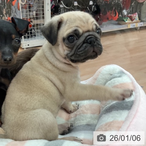 愛知県のパグ (ペットプラス 名古屋茶屋店/2025年11月2日生まれ/男の子/フォーン)の子犬の4枚目の画像