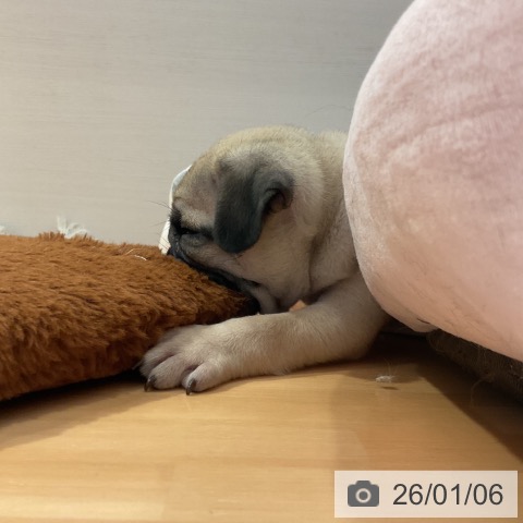 愛知県のパグ (ペットプラス 名古屋茶屋店/2025年11月2日生まれ/男の子/フォーン)の子犬の3枚目の画像