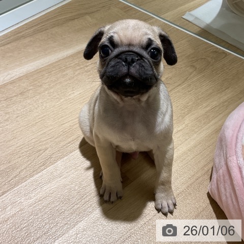 愛知県のパグ (ペットプラス イオンモール豊川店/2025年11月2日生まれ/男の子/フォーン)の子犬の4枚目の画像