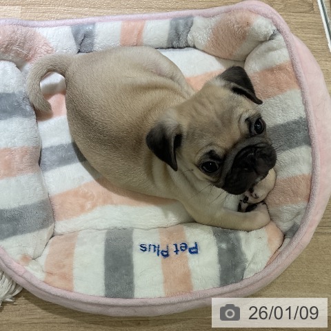 愛知県のパグ (ペットプラス イオンモール豊川店/2025年11月2日生まれ/男の子/フォーン)の子犬の4枚目の画像