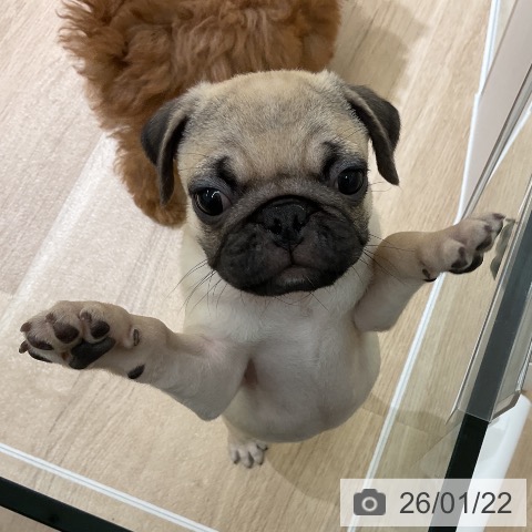 愛知県のパグ (ペットプラス 豊橋牧野店/2025年11月2日生まれ/男の子/フォーン)の子犬の4枚目の画像