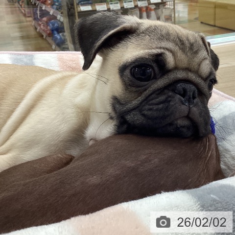 パグの写真