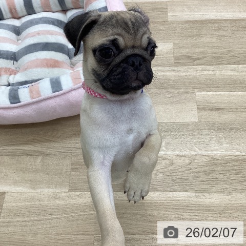 愛知県のパグ (ペットプラス 豊橋牧野店/2025年11月2日生まれ/男の子/フォーン)の子犬の4枚目の画像