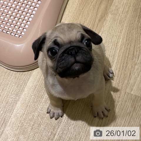 愛知県のパグ (ペットプラス イオンモール豊川店/2025年11月2日生まれ/男の子/フォーン)の子犬の3枚目の画像