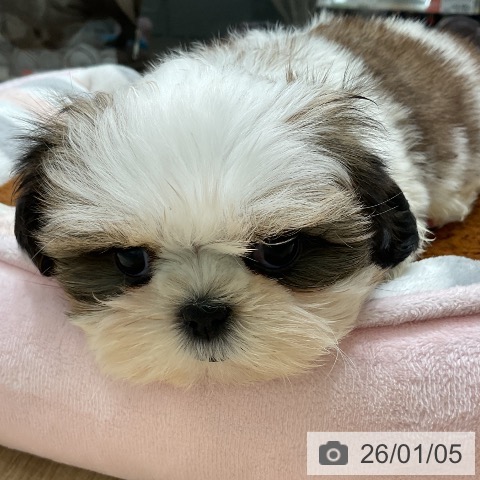 三重県のシーズー (ペットプラス 鈴鹿店/2025年11月2日生まれ/男の子/ゴールドホワイト)の子犬の3枚目の画像