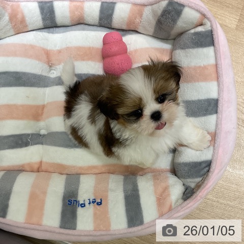 愛知県のシーズー (ペットプラス イオンモール豊川店/2025年11月2日生まれ/男の子/ゴールドホワイト)の子犬の4枚目の画像