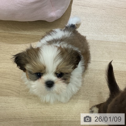 愛知県のシーズー (ペットプラス イオンモール豊川店/2025年11月2日生まれ/男の子/ゴールドホワイト)の子犬の4枚目の画像