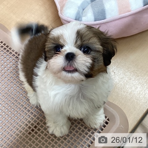 愛知県のシーズー (ペットプラス 千種店/2025年11月2日生まれ/男の子/ゴールドホワイト)の子犬の3枚目の画像