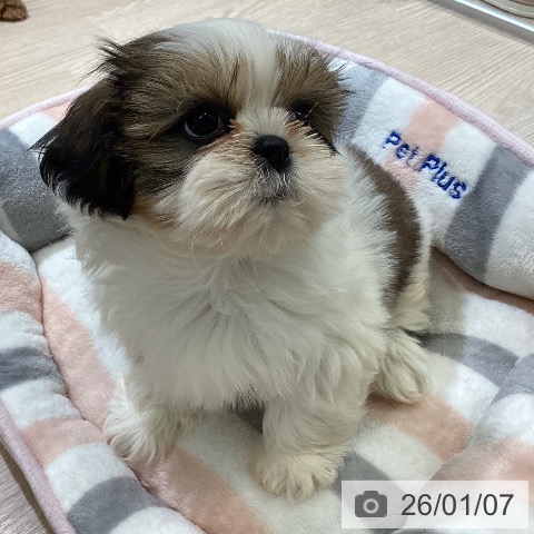 シー・ズーの写真