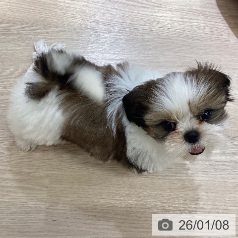 シー・ズーの写真