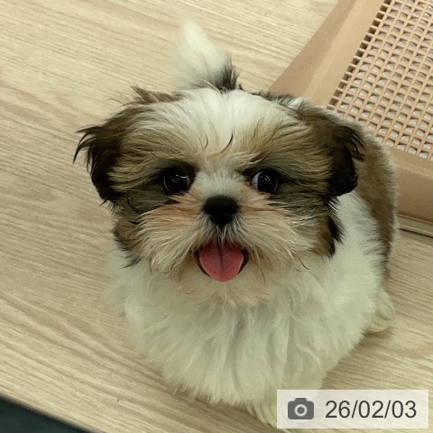 シー・ズーの写真