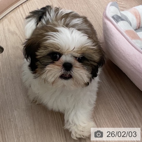 シー・ズーの写真