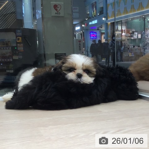 シー・ズーの写真