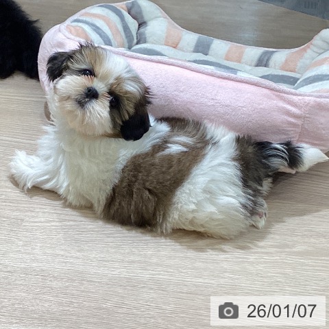 富山県のシーズー (ペットプラス 高岡店/2025年11月2日生まれ/女の子/ゴールドホワイト)の子犬の3枚目の画像