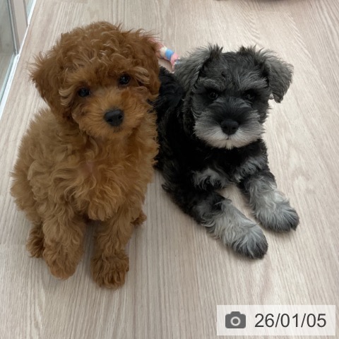 福井県のミニチュアシュナウザー (ペットプラス 福井店/2025年11月3日生まれ/男の子/ソルトペッパー)の子犬の4枚目の画像