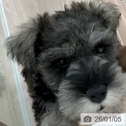 福井県のミニチュアシュナウザー (ペットプラス 福井店/2025年11月3日生まれ/男の子/ソルトペッパー)の子犬の3枚目の画像