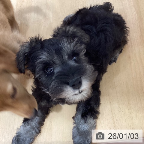 石川県のミニチュアシュナウザー (ペットプラス 新小松店/2025年11月3日生まれ/男の子/ソルトペッパー)の子犬の3枚目の画像