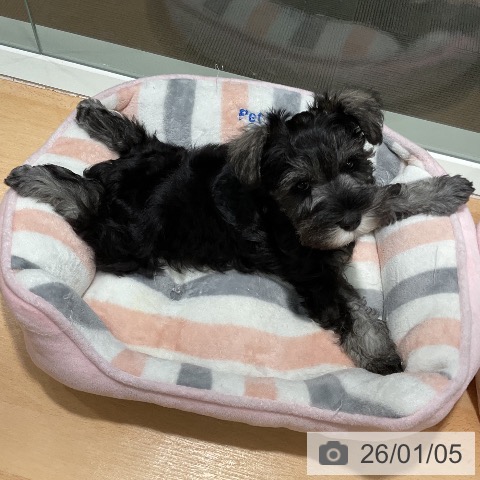 石川県のミニチュアシュナウザー (ペットプラス 新小松店/2025年11月3日生まれ/男の子/ソルトペッパー)の子犬の4枚目の画像