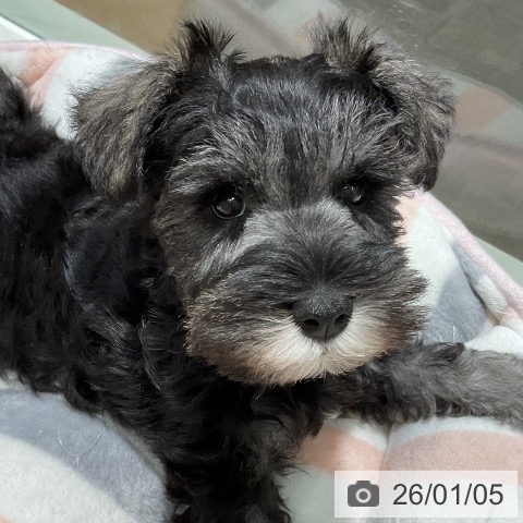 石川県のミニチュアシュナウザー (ペットプラス 新小松店/2025年11月3日生まれ/男の子/ソルトペッパー)の子犬の3枚目の画像