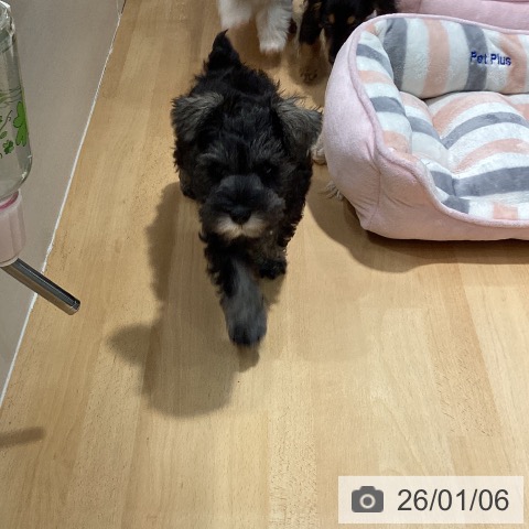 石川県のミニチュアシュナウザー (ペットプラス 新小松店/2025年11月3日生まれ/男の子/ソルトペッパー)の子犬の4枚目の画像