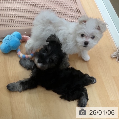 石川県のミニチュアシュナウザー (ペットプラス 新小松店/2025年11月3日生まれ/男の子/ソルトペッパー)の子犬の3枚目の画像