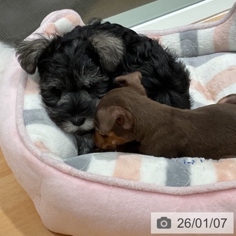 石川県のミニチュアシュナウザー (ペットプラス 新小松店/2025年11月3日生まれ/男の子/ソルトペッパー)の子犬の3枚目の画像