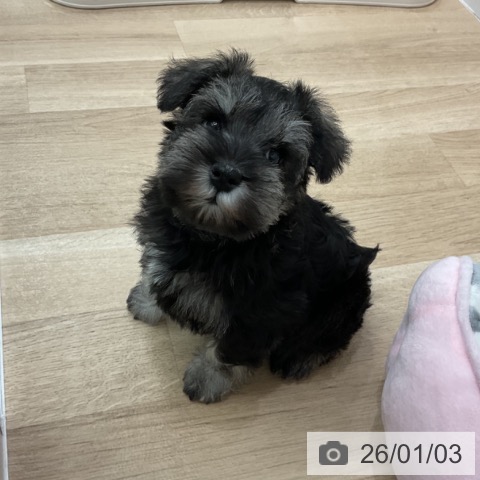 愛知県のミニチュアシュナウザー (ペットプラス 熱田店/2025年11月3日生まれ/女の子/ソルトペッパー)の子犬の4枚目の画像