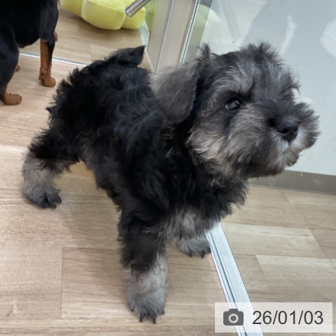 愛知県のミニチュアシュナウザー (ペットプラス 熱田店/2025年11月3日生まれ/女の子/ソルトペッパー)の子犬の3枚目の画像