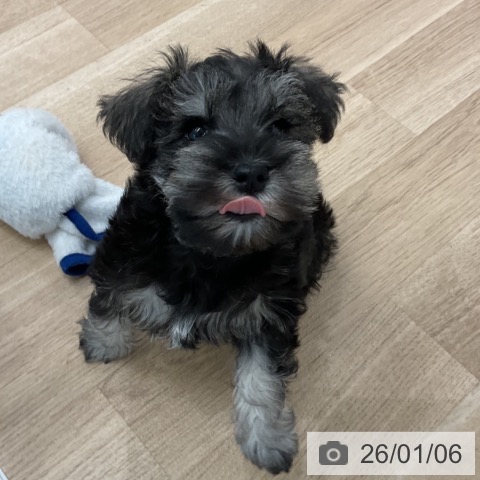 愛知県のミニチュアシュナウザー (ペットプラス 熱田店/2025年11月3日生まれ/女の子/ソルトペッパー)の子犬の3枚目の画像