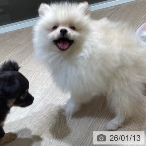 富山県のポメラニアン (ペットプラス 高岡店/2025年11月3日生まれ/男の子/クリーム)の子犬の4枚目の画像