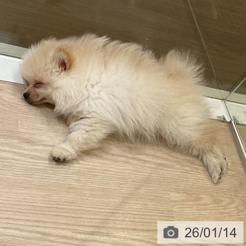 富山県のポメラニアン (ペットプラス 高岡店/2025年11月3日生まれ/男の子/クリーム)の子犬の3枚目の画像