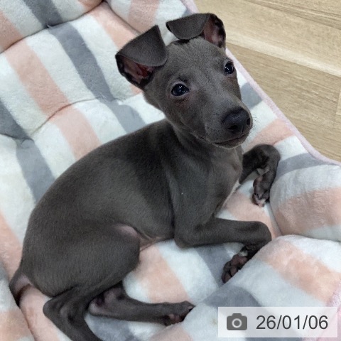 岐阜県のイタリアングレーハウンド (ペットプラス 各務原店/2025年11月2日生まれ/男の子/ブルーホワイトマーキングス)の子犬の4枚目の画像