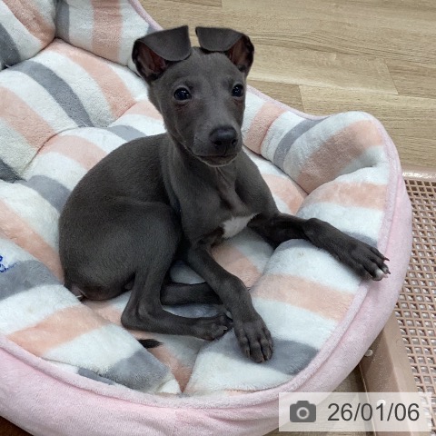 岐阜県のイタリアングレーハウンド (ペットプラス 各務原店/2025年11月2日生まれ/男の子/ブルーホワイトマーキングス)の子犬の3枚目の画像