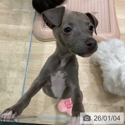 愛知県のイタリアングレーハウンド (ペットプラス 則武新町店/2025年11月2日生まれ/女の子/ブルーフォーンホワイトマーキングス)の子犬の3枚目の画像