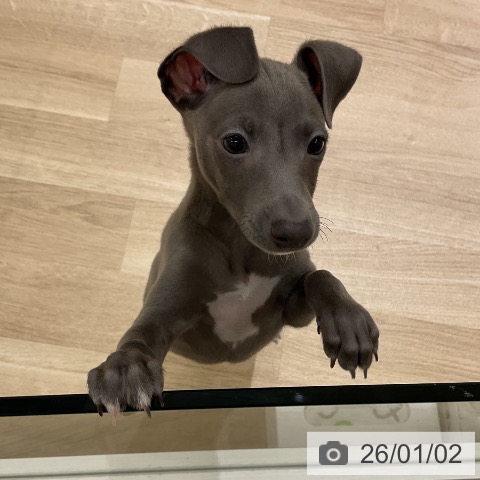 愛知県のイタリアングレーハウンド (ペットプラス イオンモール豊川店/2025年11月2日生まれ/女の子/ブルーホワイトマーキングス)の子犬の3枚目の画像