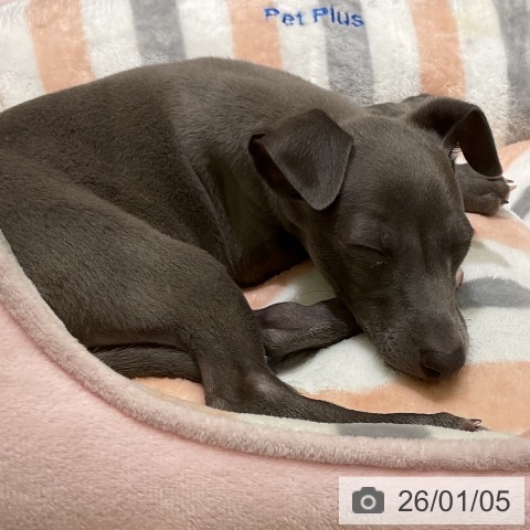 愛知県のイタリアングレーハウンド (ペットプラス イオンモール豊川店/2025年11月2日生まれ/女の子/ブルーホワイトマーキングス)の子犬の3枚目の画像