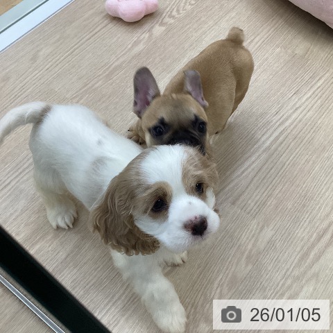 愛知県のアメリカンコッカースパニエル (ペットプラス ナゴヤドーム前店/2025年11月2日生まれ/女の子/バフホワイト)の子犬の4枚目の画像