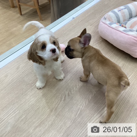 愛知県のアメリカンコッカースパニエル (ペットプラス ナゴヤドーム前店/2025年11月2日生まれ/女の子/バフホワイト)の子犬の3枚目の画像