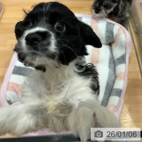 愛知県のアメリカンコッカースパニエル (ペットプラス 名古屋茶屋店/2025年11月2日生まれ/女の子/ブラックホワイト)の子犬の3枚目の画像