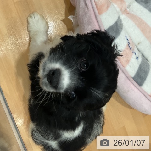 愛知県のアメリカンコッカースパニエル (ペットプラス 名古屋茶屋店/2025年11月2日生まれ/女の子/ブラックホワイト)の子犬の4枚目の画像