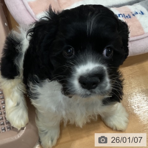 愛知県のアメリカンコッカースパニエル (ペットプラス 名古屋茶屋店/2025年11月2日生まれ/女の子/ブラックホワイト)の子犬の3枚目の画像