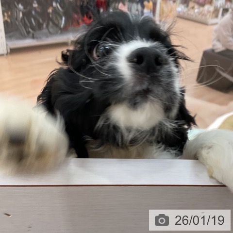 愛知県のアメリカンコッカースパニエル (ペットプラス 名古屋茶屋店/2025年11月2日生まれ/女の子/ブラックホワイト)の子犬の4枚目の画像