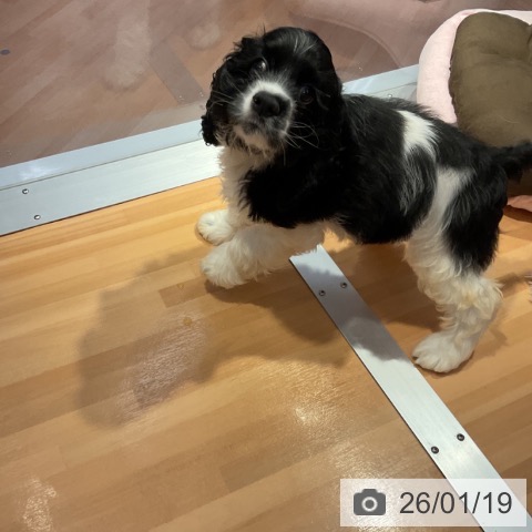 愛知県のアメリカンコッカースパニエル (ペットプラス 名古屋茶屋店/2025年11月2日生まれ/女の子/ブラックホワイト)の子犬の3枚目の画像