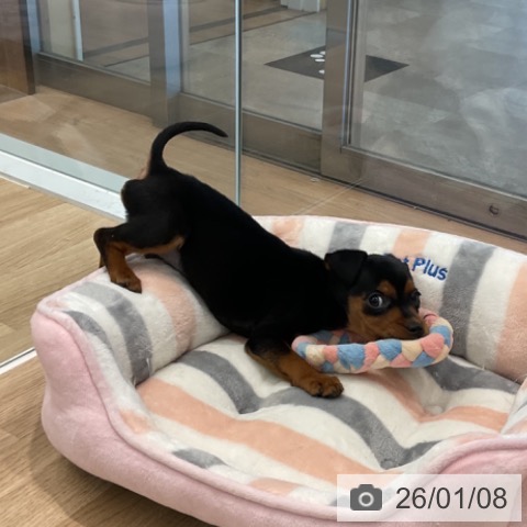 ミニチュア・ピンシャーの写真