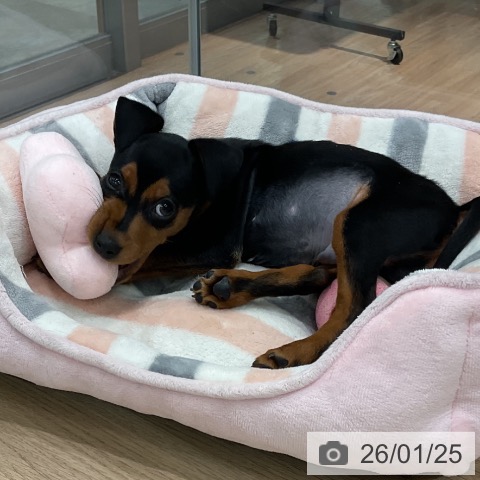 愛知県のミニチュアピンシャー (ペットプラス 熱田店/2025年11月3日生まれ/男の子/ブラックタン)の子犬の4枚目の画像