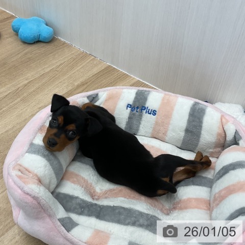 愛知県のミニチュアピンシャー (ペットプラス 熱田店/2025年11月3日生まれ/男の子/ブラックタン)の子犬の3枚目の画像