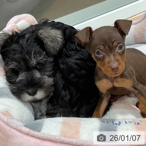 石川県のミニチュアピンシャー (ペットプラス 新小松店/2025年11月3日生まれ/男の子/チョコレートタン)の子犬の4枚目の画像