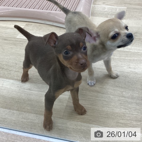 愛知県のミニチュアピンシャー (ペットプラス 千音寺店/2025年11月3日生まれ/男の子/チョコレートタン)の子犬の4枚目の画像